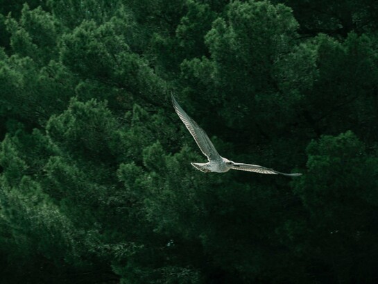 A bird soaring across the forest, representing the peaceful coexistence shared by every living creature