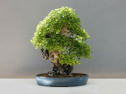 The art of bonsai creates miniature trees through not only the pruning of branches and leaves but also of the roots

