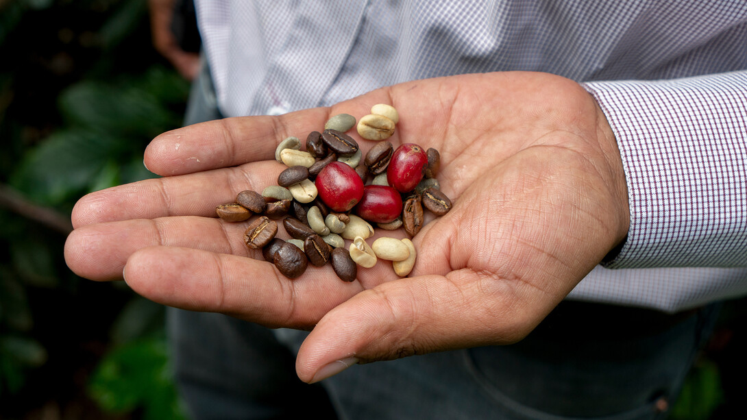 Los granos del café en las diferentes etapas de su proceso. Foto: Willy Castellanos