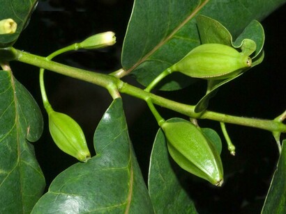 Ramosmania rodriguesii con semi