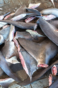 Shark fins
