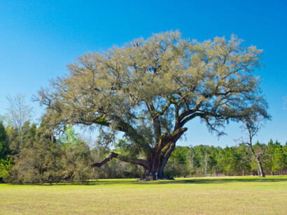 The Cellon Oak, Florida’s largest live oak