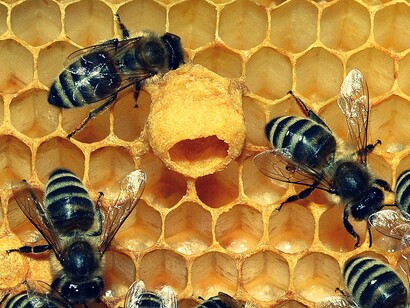 Bees have personalities!