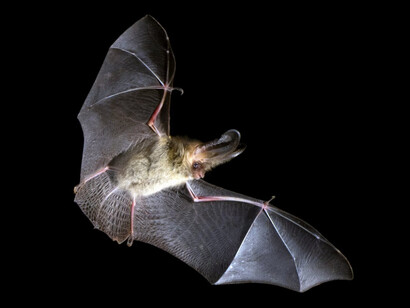 Un pipistrello convive da generazioni con il questo virus