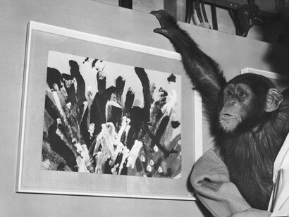Gli scimpanzé come noi sono suggestionati dalla percezione dei colori e da quello che si può fare con essi