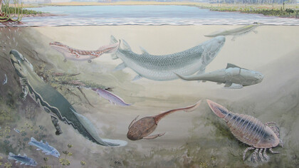 Illustrazione di un'ecosistema antico in cui sono presenti i Dipnoi. Probabilmente, la sottoclasse di Dipnoi progenitrice dei vertebrati si separò dagli altri Dipnoi circa 420 milioni di anni fa, nel periodo Devoniano