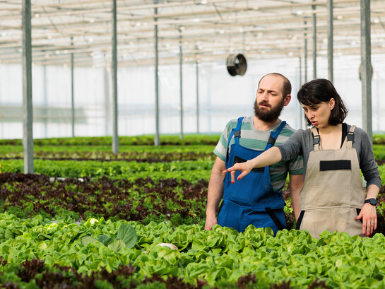 Farmworkers gather fresh vegetables under the warm sun, ensuring the highest quality produce for consumers who might unknowingly encounter insect-derived ingredients in their food