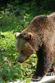 Orso bruno