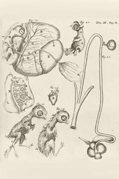 Marcello Malpighi; De formatione pulli in ovo