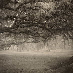 Sally Mann, Deep South, Untitled (Fontainebleau), 1998, gelatin silver print, National Gallery of Art, Washington, Promised Gift of Stephen G. Stein Employee Benefit Trust. Image © Sally Mann


