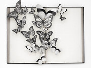 Butterfly, credit Rich Hendry