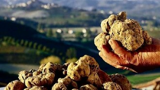 Truffles, an authentic luxury