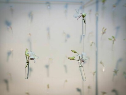 Flowers Planet