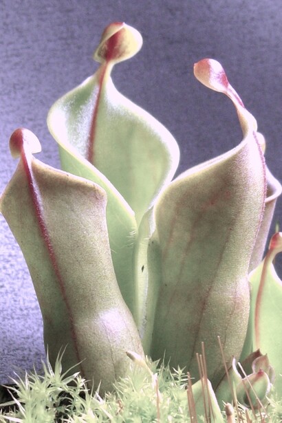 «Heliamphora minor», especie de planta carnívora perteneciente a la familia «Sarraceniaceae» y endemismo de los grupos de tepuyes de Auyan y Chimanta en Venezuela