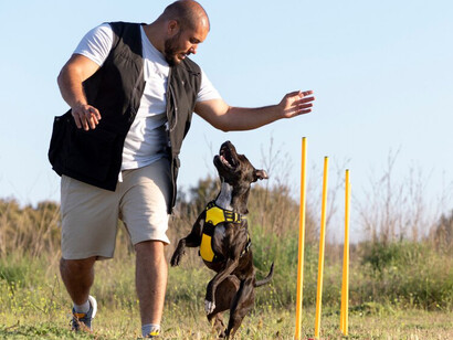 A dog trainer guiding a dog through obstacles, using training and rewards, showcasing the importance of consistency in both puppy training and life