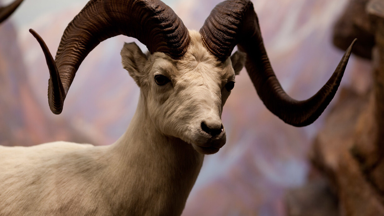 Hall of North American Wildlife. Courtesy of Carnegie Museum of Natural History