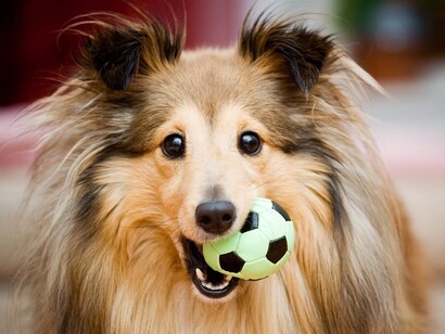 Un perro jugando con una pelota