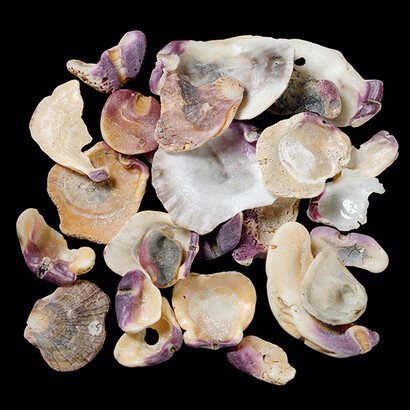 Susan Jorgensen, Scallop Collection 1/20, Nash Editions digital print on Somerset Enhanced, 14x14/30x22 inches, 2000/2004