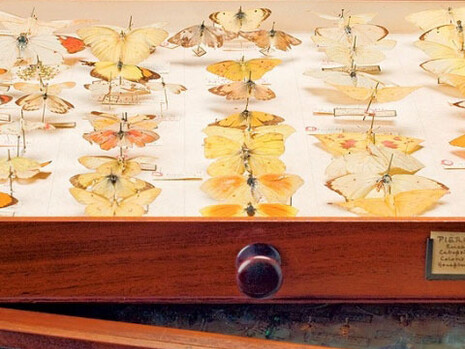 Entomology collections. Courtesy Natural History Museum 