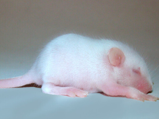 Calhoun proporcionó recursos ilimitados a sus ratones: agua, comida, y también protección contra los depredadores, enfermedades y el clima