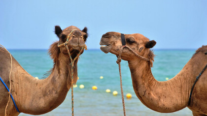 Diálogo de camellos