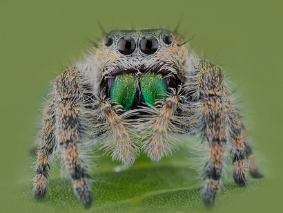 Araña saltarina o «Salticidae»