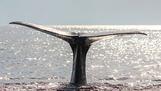 Il Santuario Internazionale dei Mammiferi Marini Pelagos, dove sono finite le ecoballe caricate sulla nave Ivy