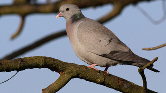 Stock Dove © Gehan de Silva Wijeyeratne