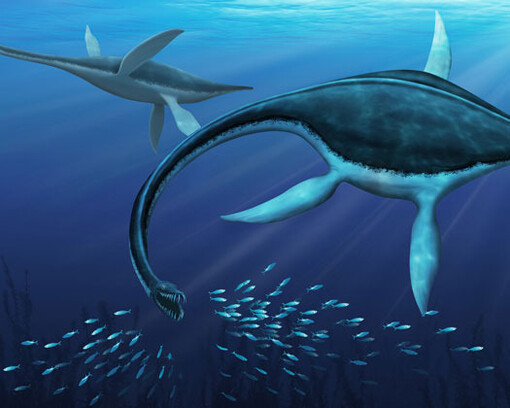 Fossil Gallery. Courtesy Canadian Museum of Nature 