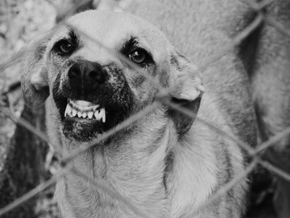 Cão estressado. O mais provável era que ele reagisse com a mesma incompreensão de uma criança diante da seringa de uma vacina. Por medo, quer recusar, reluta e chora sem saber que em troca da dor vai receber a imunidade, a vida