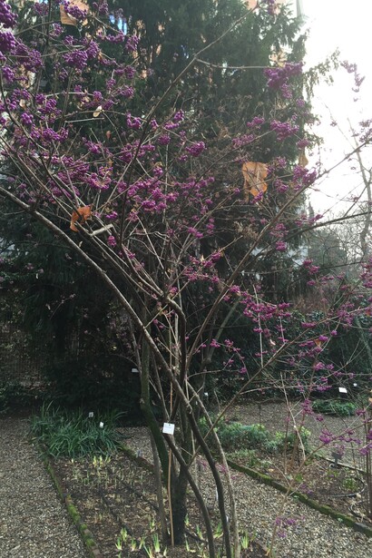 Brera, Orto botanico