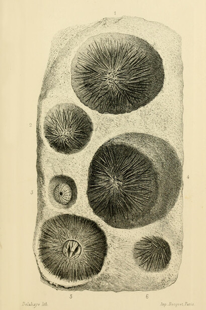 Frédéric Cailliaud, Catálogo de radiales, anélidos, cirrípedos y moluscos