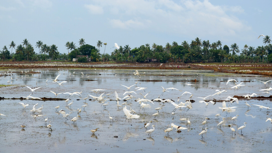 Kumarakom Bird Sanctuary