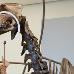 Milstein Hall of Advanced Mammals. Courtesy of American Museum of Natural History