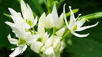 Allium ursinum. Podemos dizer que as PEC’s são parte integrante dos produtos destinados a enriquecer e harmonizar novos pratos, dando mostras de que é possível atribuir-lhe novos sentidos, fazendo destas um recurso importante para a elaboração de novas criações culinárias. Ninguém iria adivinhar que tal pudesse acontecer, mas, uma coisa é certa: o Mundo é o local perfeito para que tudo possa acontecer