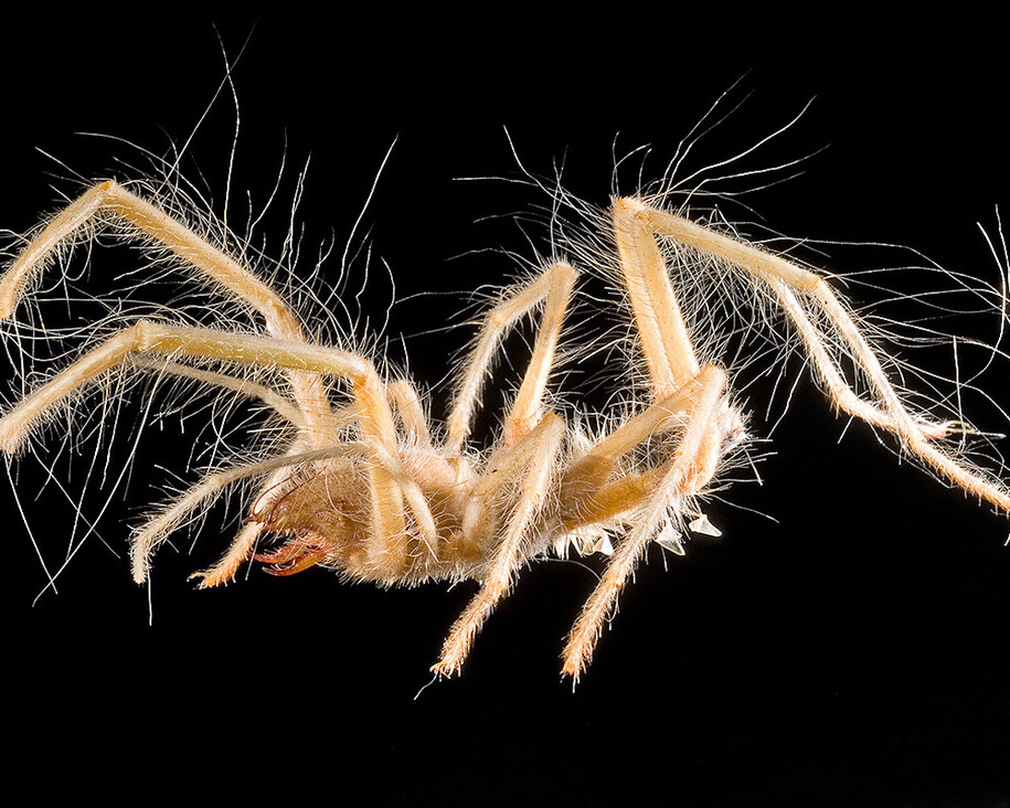 Spiders and Myriapods. Courtesy of Museum für Naturkunde