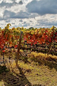 Il Verdicchio DOP è uno dei vini bianchi italiani più longevi e riconoscibili, simbolo delle Marche. Nella foto i vitigni di Verdicchio che crescono nelle Marche, Italia