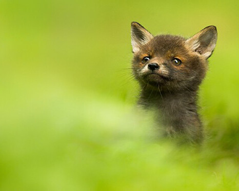 British Wildlife Photography Awards 2017. Courtesy of Horniman Museum and Gardens