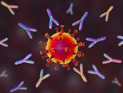 Illustration of antibodies responding to an infection of SARS-CoV-2