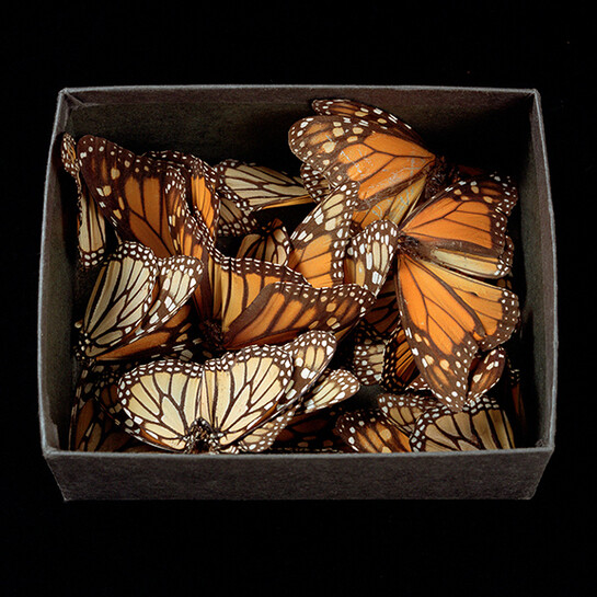 Susan Jorgensen, Monarch Wing Box 3/20 , Nash Editions digital print on Somerset Enhanced, 14x14/30x22 inches, 2000/2004