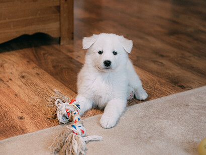 A white puppy plays with his rope toy, as he is part of a family