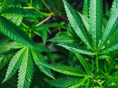 Cannabis sativa: science doesn’t differentiate between hemp and marijuana