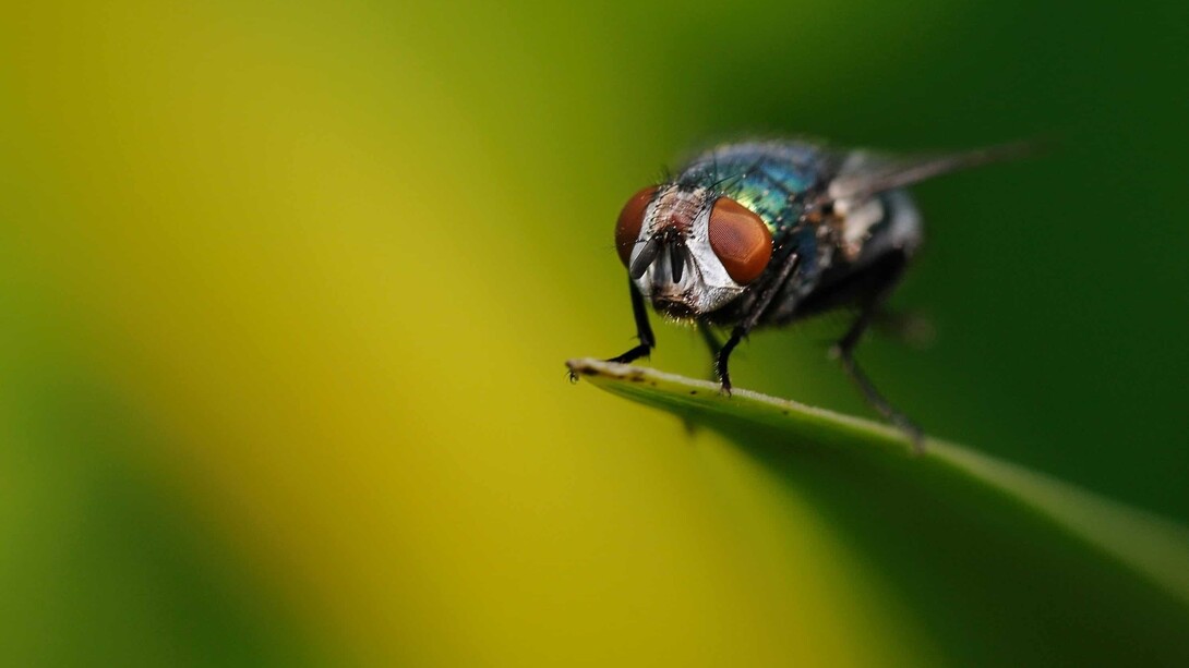 Una mosca capaz de convertir una simple herida en un foco de destrucción revela hasta qué punto la naturaleza puede volverse una amenaza silenciosa cuando no encuentra barreras