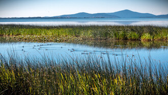 Wetlands