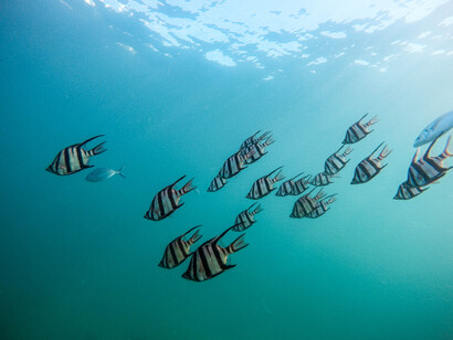 There’s 3 billion people around the world that are primarily dependent on marine resources for their survival