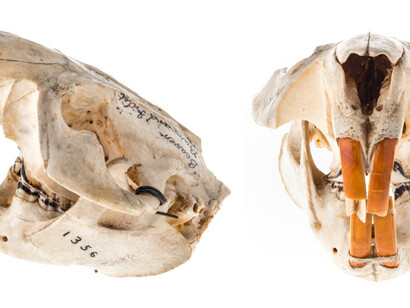 Mammalogy. Courtesy of Royal BC Museum