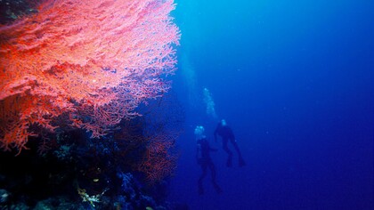 Octocorallia, nota anche come Alcyonaria