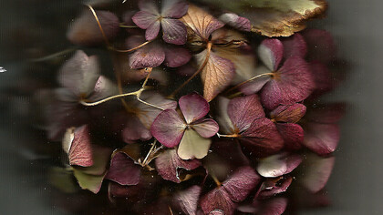 M. Nardone 2016 - Nature morte par scanner fleur mauve - 30x30 cm - Chromaluxe - éd. 8
