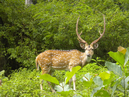Kaziranga National Park