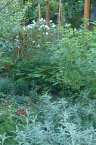 Brolo antico trasformato in un giardino di città